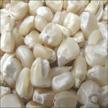 P.Gene - 70 Double Cross White Maize Seeds