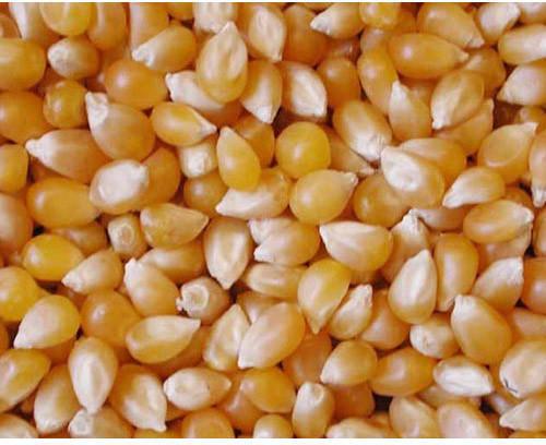 Oval Cattle Feed Maize, for Animal Food, Style : Dried