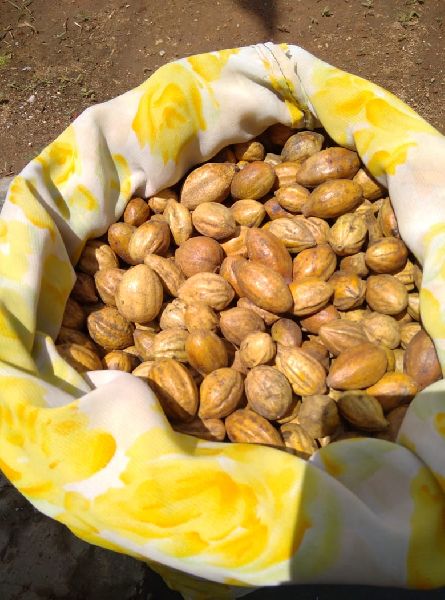 Organic Raw Kadukkai Seeds, for Agricultural, Style : Dried