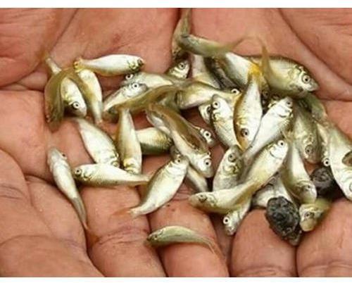 1.5 Inch Katla Fish Seeds, Style : Alive