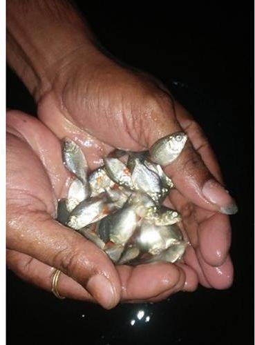 Fresh Rupchanda Fish Seeds, Style : Alive