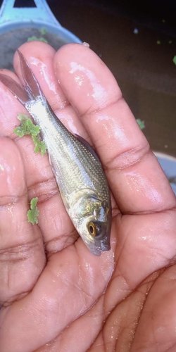 Silver Katla Fish Seeds, Style : Alive