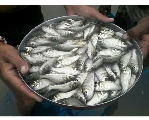 Silver Pomfret Fish Seeds, Style : Alive