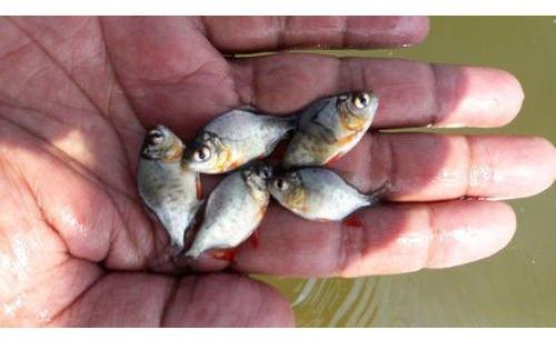 Silver Rupchanda Fish Seeds