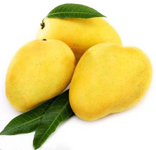 Fresh Chaunsa Mango, Color : Yellow