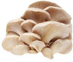 Organic Oyster Mushroom, for Cooking, Packaging Type : Depends on requirement