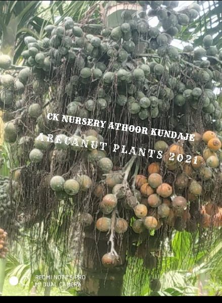 Arecanut plants