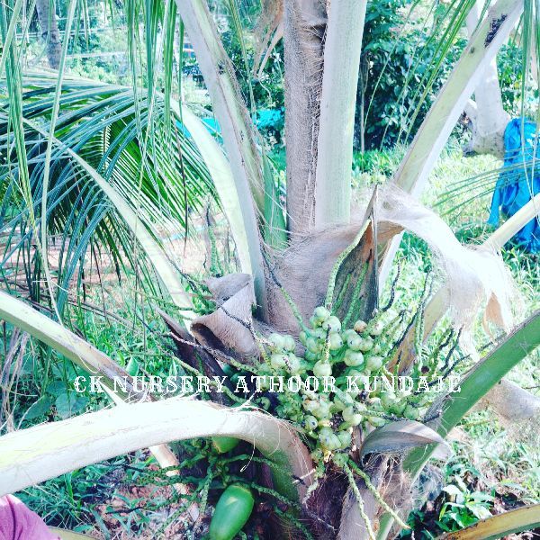 Natural Coconut Tree Plant for Plantation, Agriculture