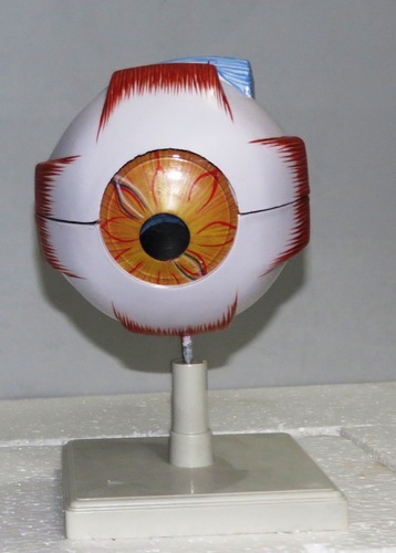 PVC Eye Model, Color : Natural