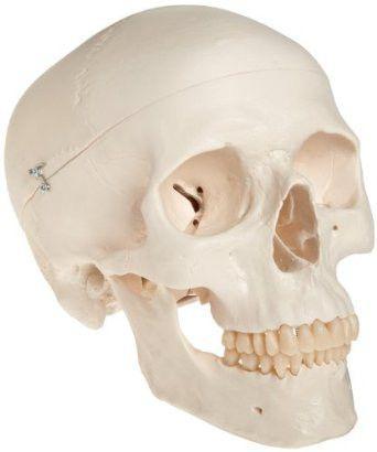Skull Model, Color : White