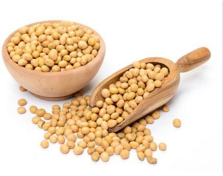 9560 Soybean Seeds