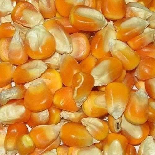 Corn Seeds, Color : Yellow