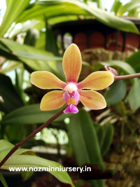 Phalaenopsis Hainanensis Orchid Flower Plant