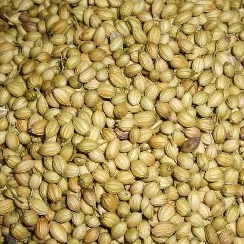 Organic Raw coriander seeds, Packaging Type : Plastic Packet