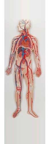 KT Circulatory System Model, Color : Skin, Red, Blue, Brown