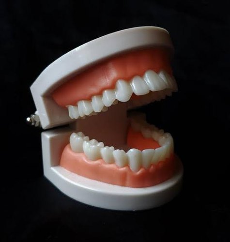 KT Fiber Human Tooth Model