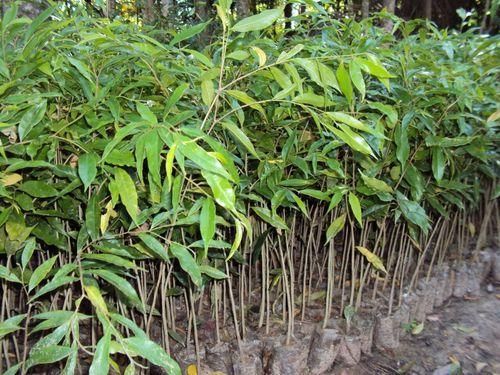 agarwood plant
