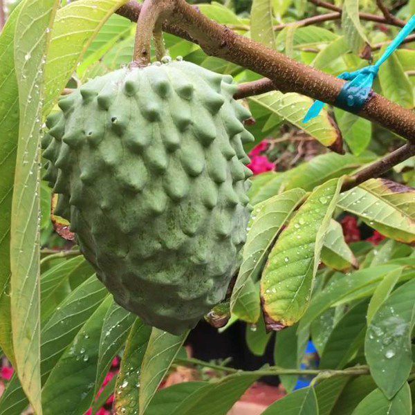 Butter Fruit Plant