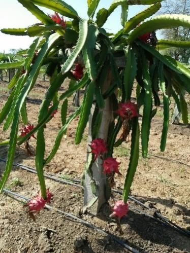 dragon fruit plant
