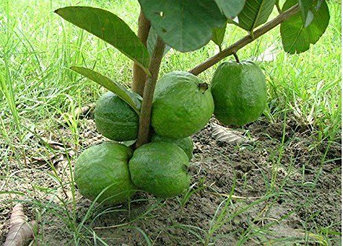 guava plant