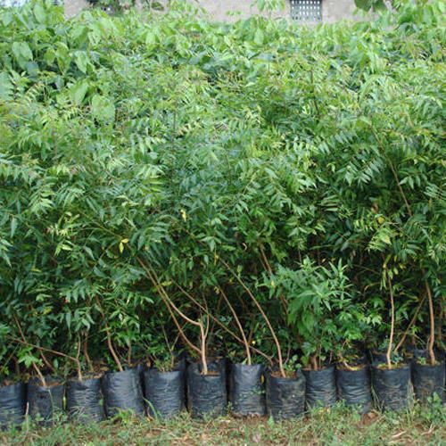 Neem Plant