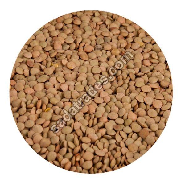 Common Brown Lentils, Certification : FSSAI Certified