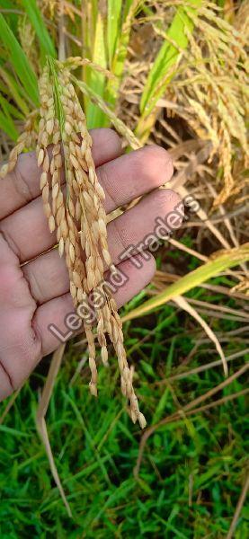 Organic Paddy Seeds, for Human Consumption, Feature : High Nutritional Content