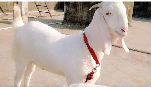 Live Jamunapari Goat, Style : Alive