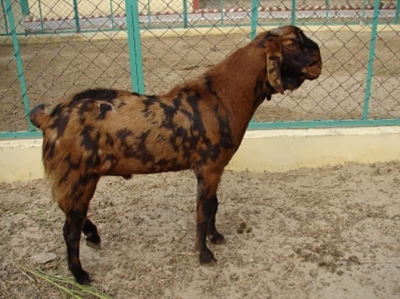 Live Sirohi Goat, Style : Alive