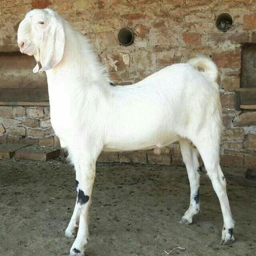 Live Sojat Goat, Style : Alive