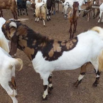 Live Totapari Goat