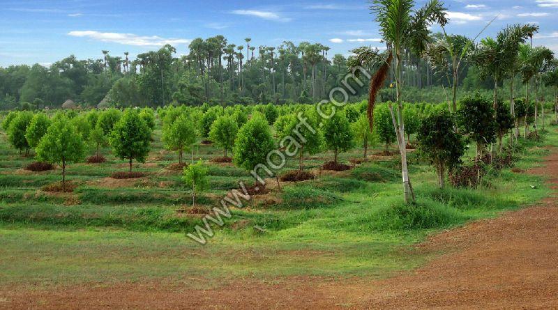 Services Sandalwood Contract Farming From Panipat Haryana India By Noarf Id