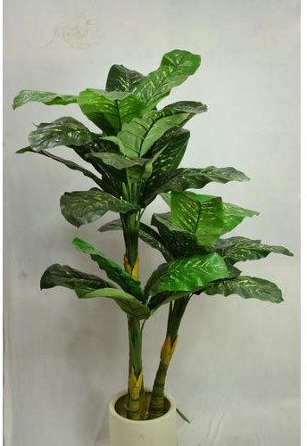 Dieffenbachia Plant, for Home, Color : Green