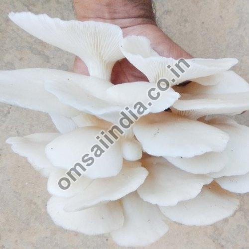 Organic Fresh White Oyster Mushroom, for Cooking, Shape : Round