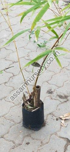 bambusa tulda bamboo plant, Color : Green at Rs 35 / Piece in Guwahati ...