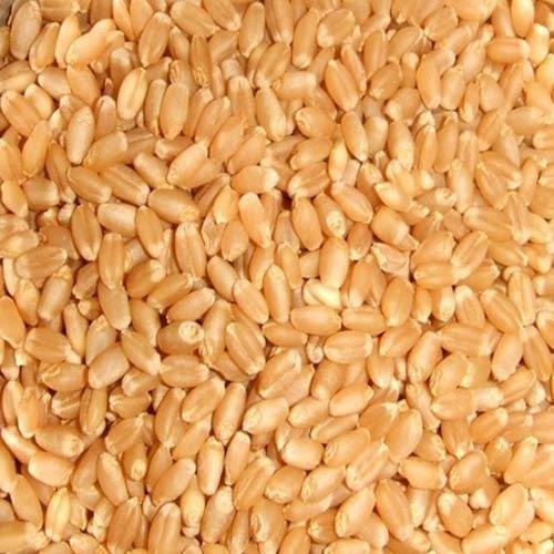 Natural Lokwan Wheat Grain, For Bakery Products, Cookies, Cooking, Making Bread, Feature : Gluten Free