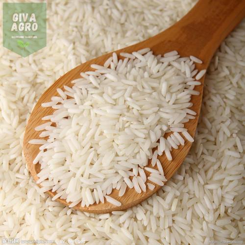 Natural Katarni Rice, for Human Consumption, Packaging Type : Jute Bags