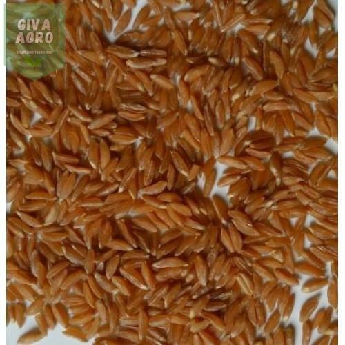 Khapli Wheat Grain