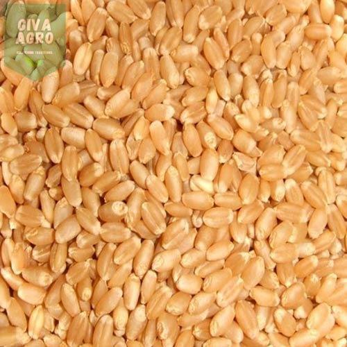 Lokwan Wheat Grain