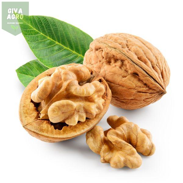 walnut