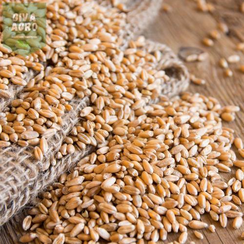 Natural Whole Wheat Grain, for Bakery Products, Cookies, Cooking, Feature : Gluten Free