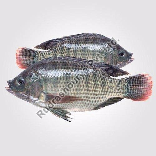 Fresh Tilapia Fish, Packaging Type : Thermocole Box