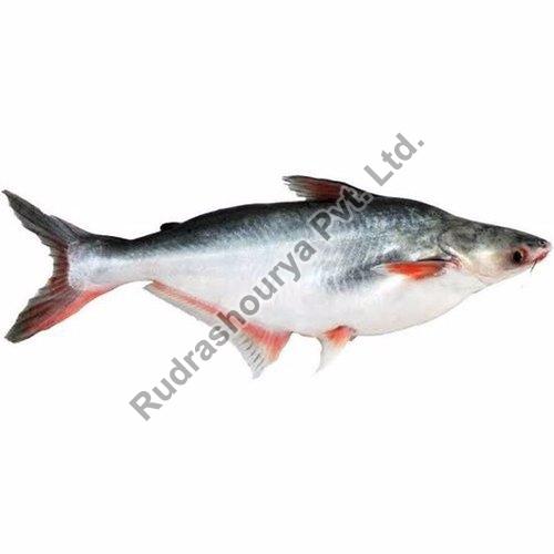 Frozen Pangasius Fish, Packaging Type : Vacuum Bag