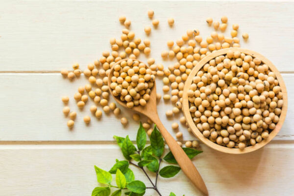 Organic soybean seeds, for Farming, Industrial, Packaging Size : 20kg
