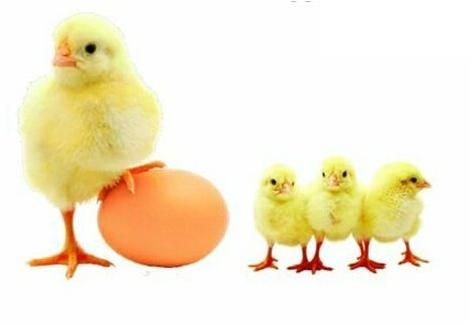 Venkys Chicks, For Farming, Color : Light Yellow