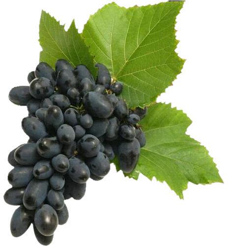 Natural fresh black grapes, for Human Consumption, Packaging Type : Paper Box