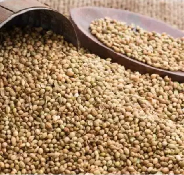 Raw Organic Coriander Seed, for Cooking, Spices, Cosmetics, Certification : Import Certifications