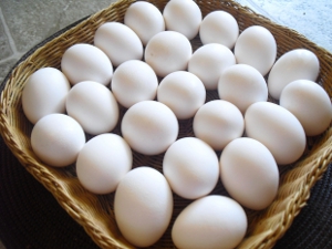 fresh eggs