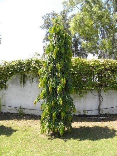 Ashoka Plant, Color : Green