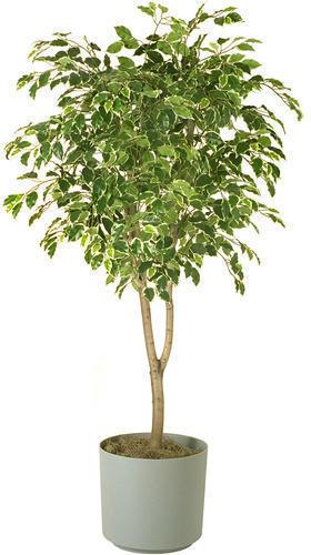 Organic Ficus Plant, for Plantation